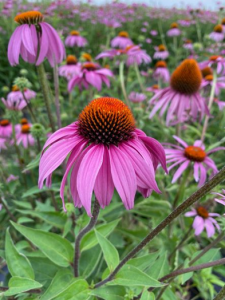 Echinacea Purpurea